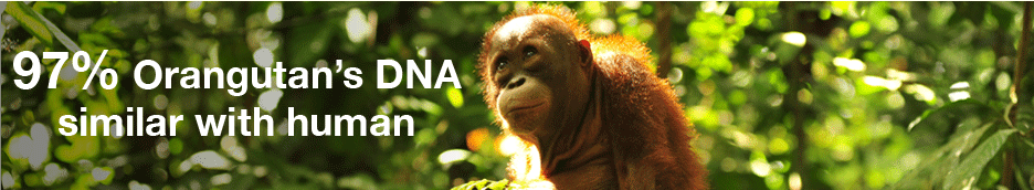 Orangutan DNA
